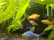 Grajewo ogłoszenia: Sprzedam akwarium 54L z życiem po więcej informacji proszę... - zdjęcie