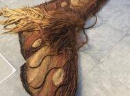 Grajewo ogłoszenia: Sprzedam pięknie zrobioną ćmę tak jak na zdjęciach może  być... - zdjęcie