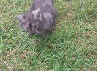 Grajewo ogłoszenia: Oddam kotki Grajewo - zdjęcie