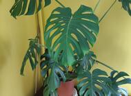 Grajewo ogłoszenia: Monstera deliciosa ? duża, zdrowa roślina doniczkowa
Na... - zdjęcie