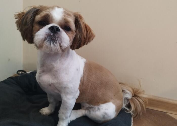 Grajewo ogłoszenia: Oddam suczkę, więcej informacji pod numerem telefonu