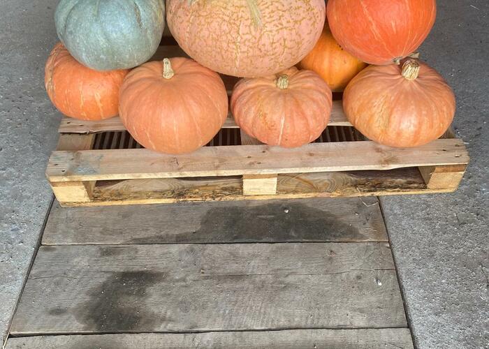 Grajewo ogłoszenia: Sprzedam dynie ekologiczne z własnej hodowli w cenie 2 zł/kg....